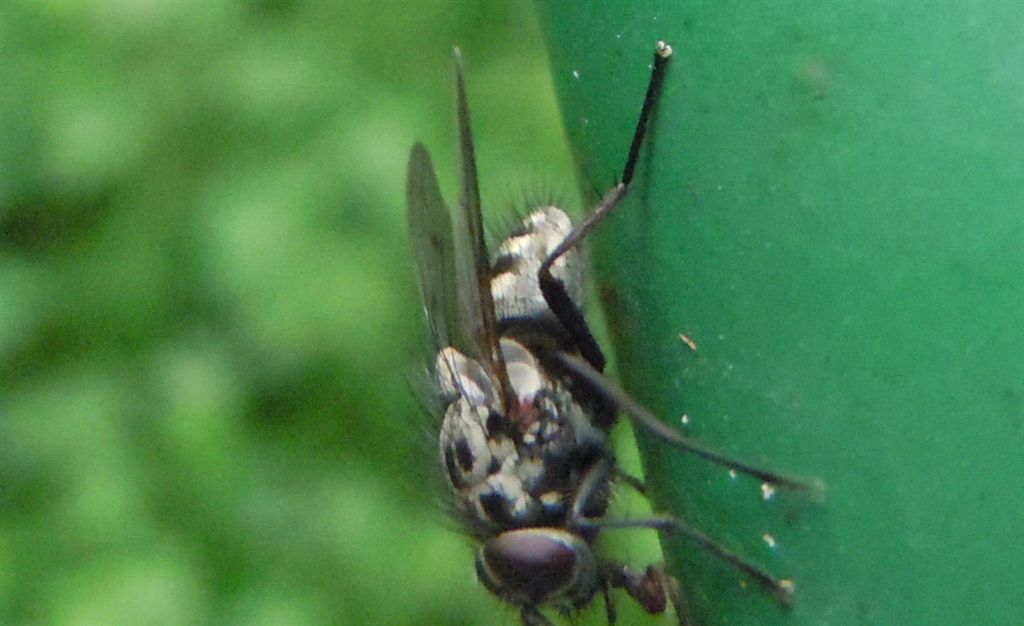 Phaonia trimaculata?